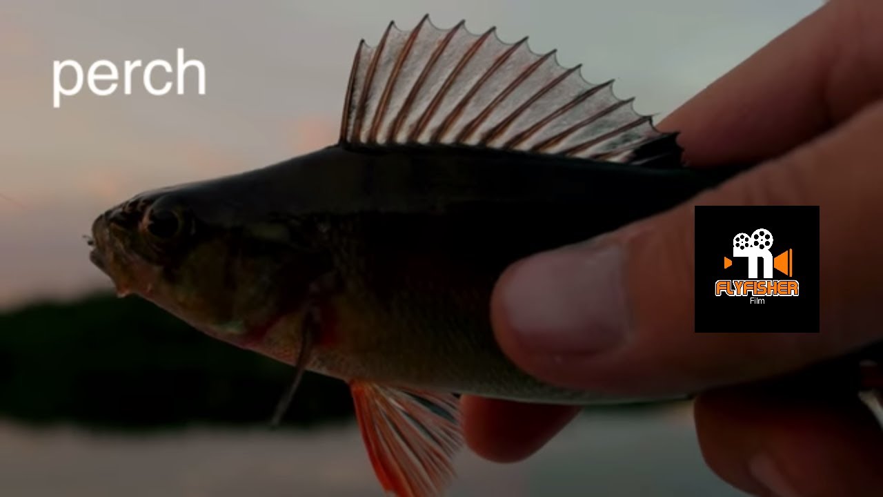 Fly fishing for trout and perch Norway YouTube