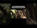 The Silent Stalker: Secrets of the Owl 🦉