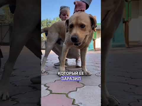 Всем, у кого есть собаки! Сейчас будет ВАЖНАЯ ИНФОРМАЦИЯ!