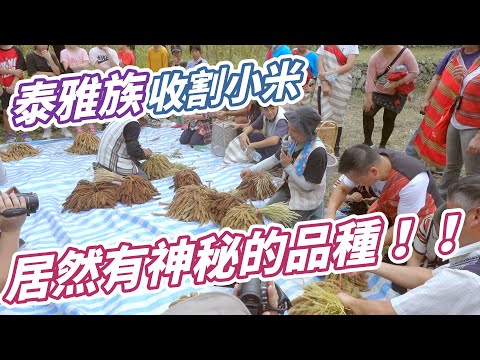 泰雅族收割小米，居然有神秘的品種