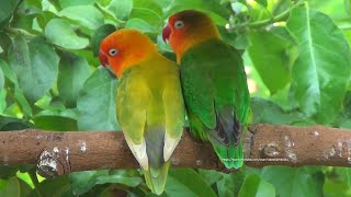 Lovebird Chirping Sounds - Green Fischer&#39;s with Pastel Green Fischer&#39;s