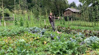 ЗБІР УРОЖАЮ з ГУЦУЛЬСЬКОГО ГОРОДУ в Карпатах: Горох, Цибуля, Часник, Огірки, Фасуля, Біб. Частина 1