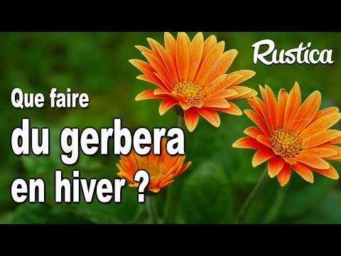 Vidéo: Peut-on hiverner les gerberas ?