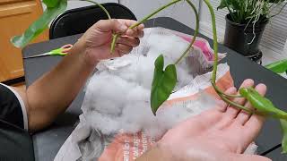 Unboxing of Philodendron Recurvifolium - FlyingChipmunkFarm - Etsy Shop