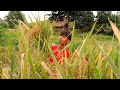 TRADITIONAL WAY OF HARVESTING AND COOKING RICE | Life in the Philippine Countryside | Episode 24