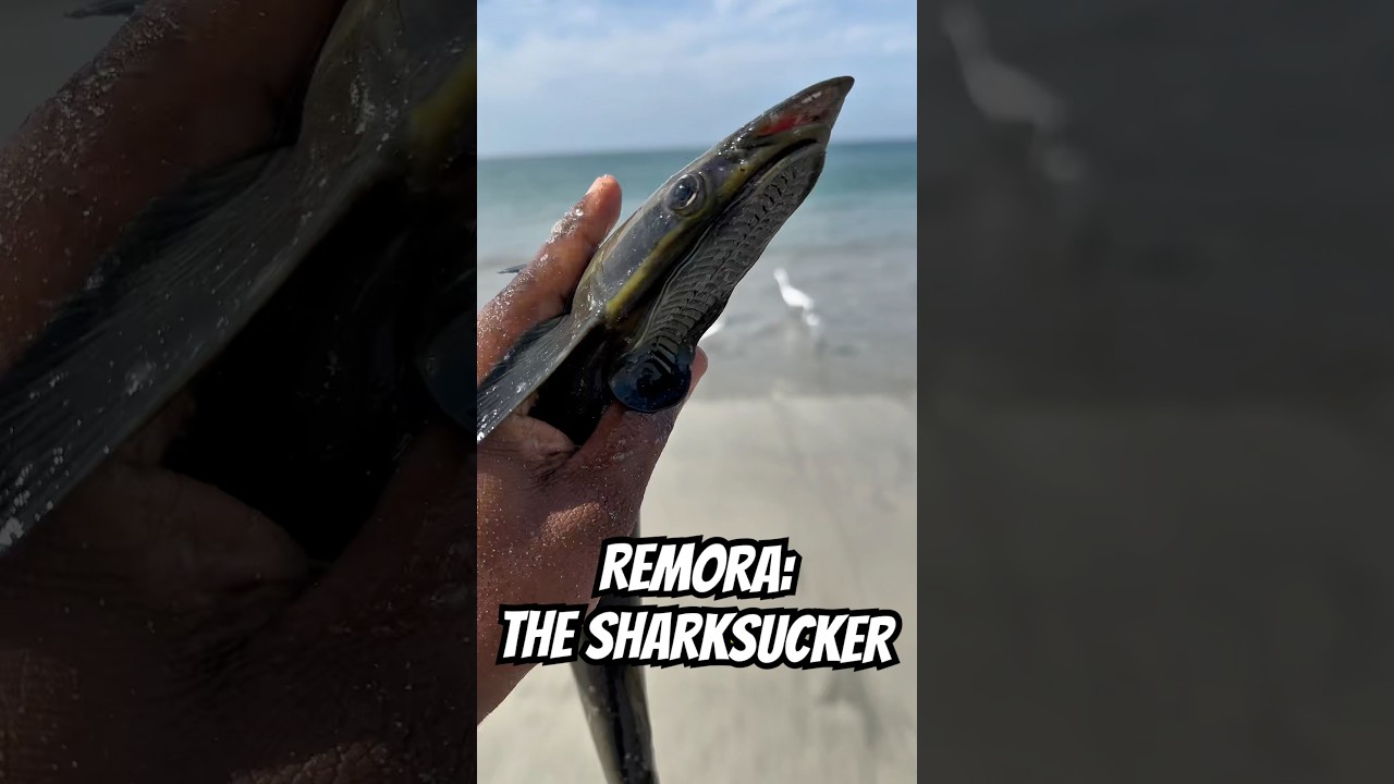 Remora: The Sharksucker Fish - The Hitchhiker of the Sea 