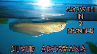 Silver Arowana Growth in 2 Months | Dorsal Fin
