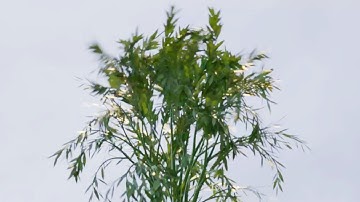 Blender 2.90 EEVEE, realistic animated plants