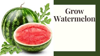 Grow Watermelon: Zone 6 Beginner Friendly