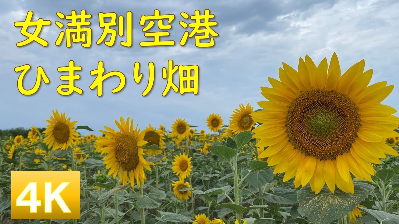 女満別空港ひまわり畑 北海道 4k Iphone11 観光 旅行 Memanbetsu Airport Hokkaido Sunflower Youtube