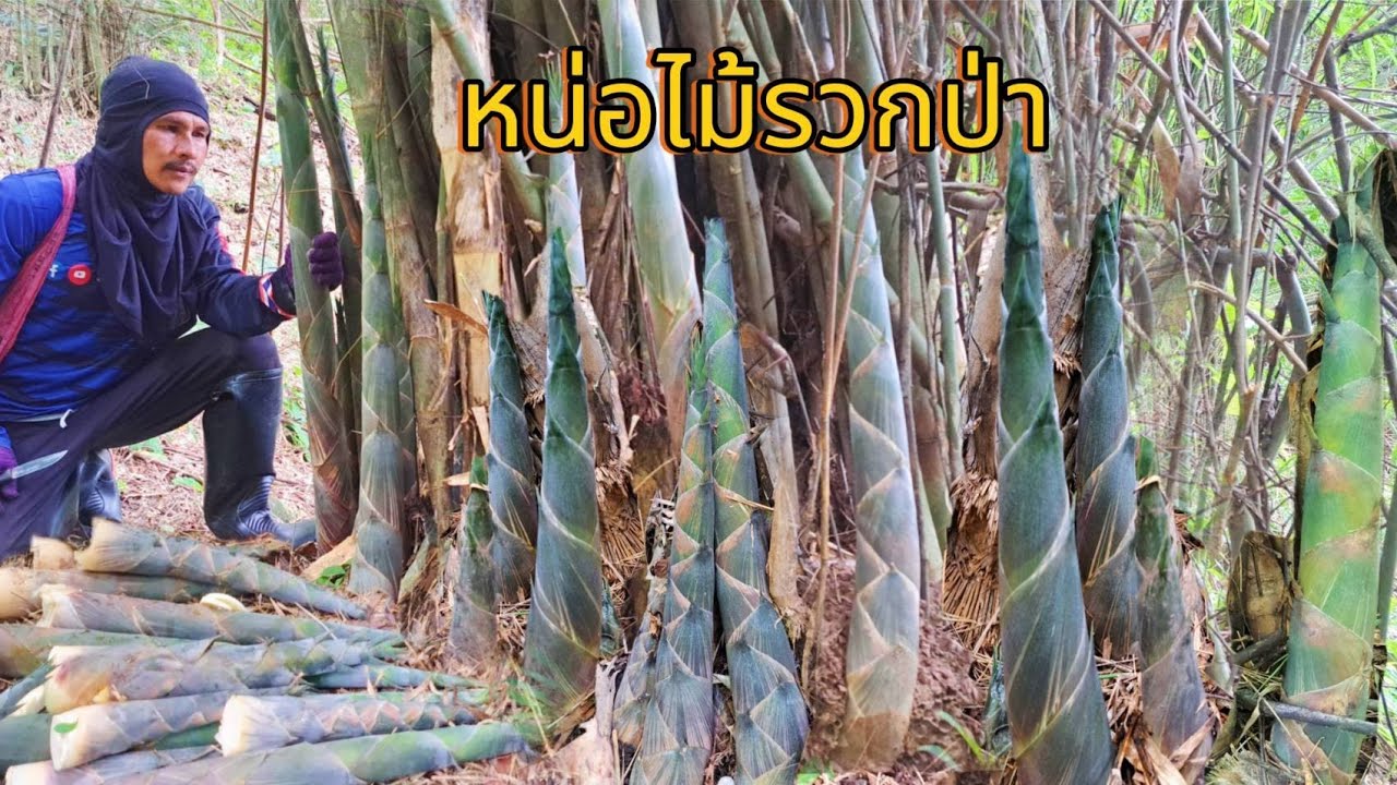 โพดโพหน่อไม้รวกป่า‼️ขึ่นเขาหาหน่อรวกป่าชุดแรกของปี 68 ออกอ้อมกอเลยมีแต่หน่อใหญ่ๆแบกกลับบ้านแทบไม่ไหว