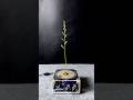 Tesla coil + plants ep5