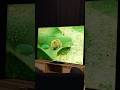The Future Of TVs - TCL QM8L &amp; QM7L