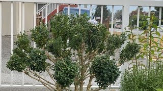 Day 6 of 6, Cloud Pruning For A Large Boxwood - September 13, 2022