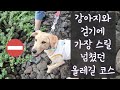 고생한 아기 리트리버에게 박수를_강아지와 걷기 힘든 올레길 (14코스 일부, Part 1)// 반려견과 함께 제주도 올레길