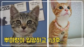 고양이 입양한지 1년후 모습 (뿌미랑이) A year after the cat was adopted.