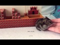 ハムスター ココちゃんもハムマリオに挑戦！WORLD1-1（HAMUMARIO）Hamster Super Mario Bros.