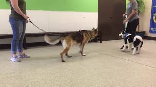 german shepherd temperament test