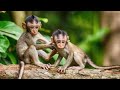 MAJMUNI 🐒🐒🐒 EDUKATIVNI VIDEO ZA DECU 🤎