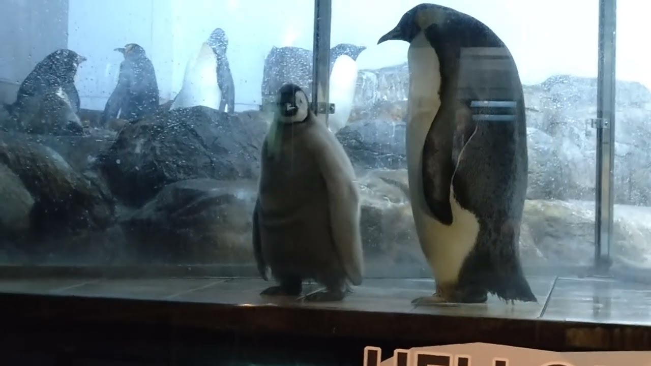 2-36 Dec 2025 Emperor penguin at Adventure world, Japan - YouTube