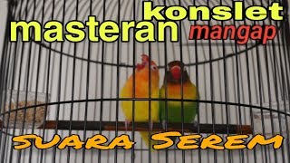 MASTERAN SUARA LOVEBIRD KONSLET MANGAP PERIIHH!!
