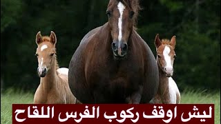 حول الحمل والولادة 2 🌾  وفاة مهره وانا اصور 🔞 النصري