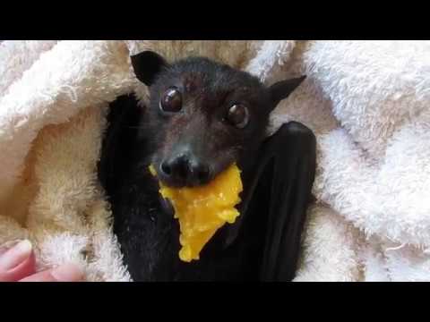 Morcego resgatado desfruta de uma banana Classifique essa tradução Rescued  bal enjoys a banana Rescued bat enjoys a banana tescued bat enjoys - iFunny  Brazil