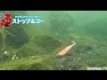 タコやん2.5号のアクション実演&水中映像 その2 (227)