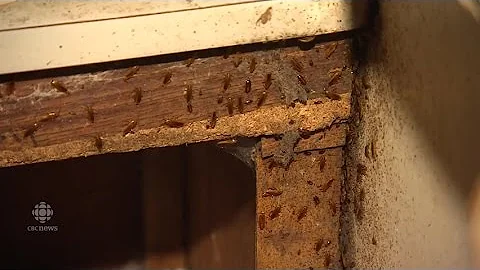 Lacey Malcolm lives with 14 people in a cockroach ...