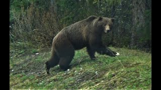 Massive grizzly bear establishing himself as the dominant male!