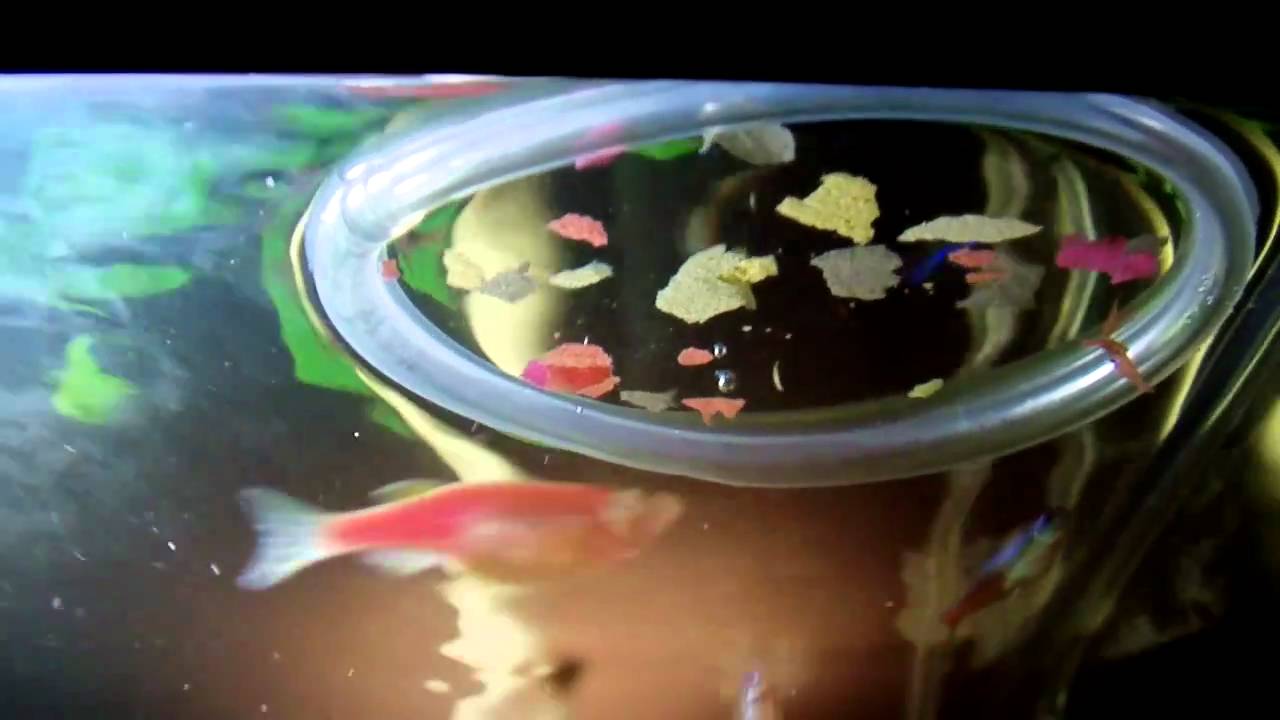 Feeding Time 60 Liter Freshwater Youtube