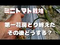 「ミニトマト栽培初心者必見」長く楽しむために【第一花房収穫後の管理作業】