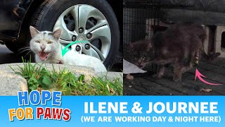 Working DAY and NIGHT to rescue injured animals  2 rescues in 1 video ❤