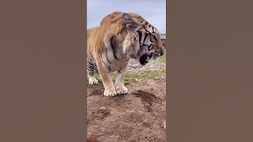 Thumbnail of the tiger roaring 🐯