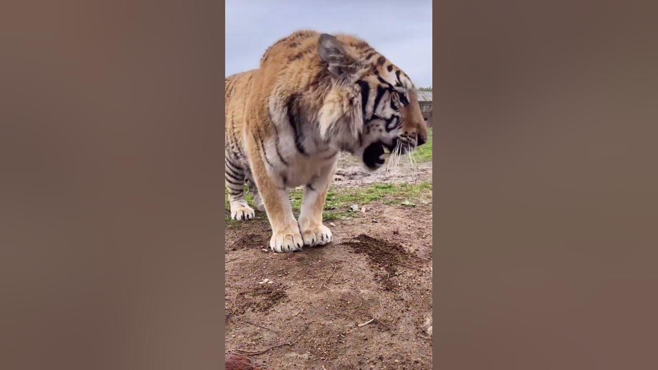 the tiger roaring 🐯