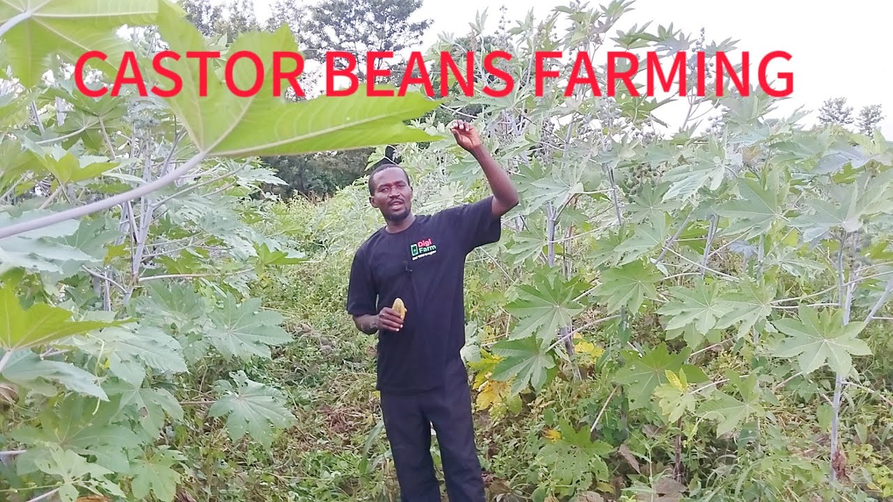 CASTOR BEAN FARMINGNew profitable venture in Kenya YouTube