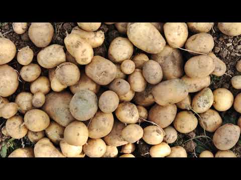 Harvesting Red Potatoes: When and How to Harvest, Cure, and Store