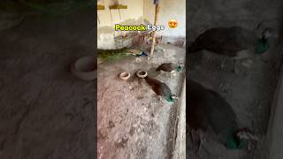 Hamari Morni Ka Pahla Egg 😍   #munnabhaivlog #petsvlog #firstvlog #eggs #zoovlog