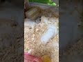毎日コツコツ頑張った結果#ハムスター #hamster #ハムスターのいる生活 #小動物 #かわいい #animal