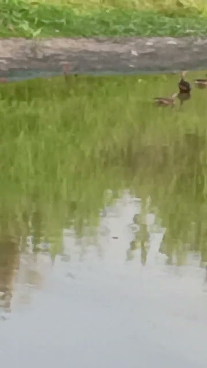 #jungle duck#