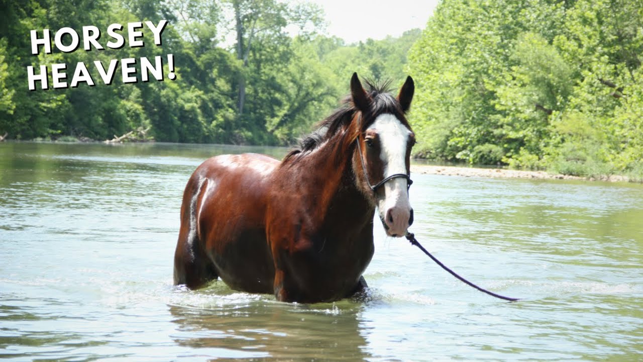 Rescued Clydesdale Horse GOES SWIMMING!