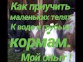 Как приучить маленьких телят к воде и грубым кормам...Мой опыт!!!