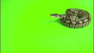 Snake green screen video