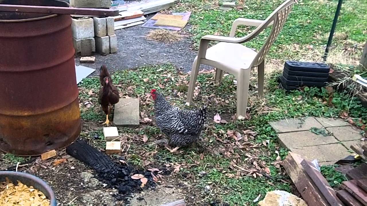 Chicken Fights YouTube