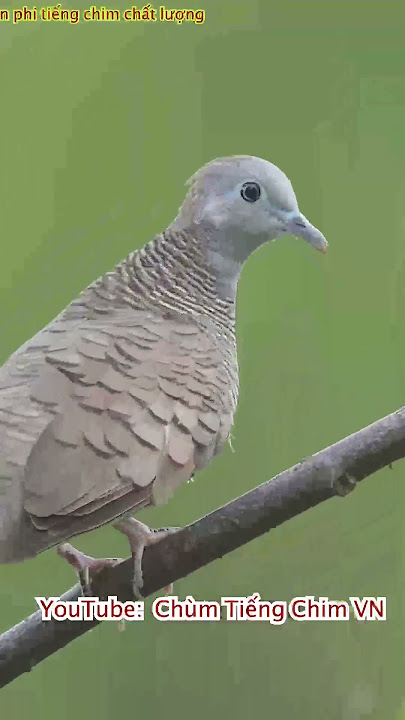 Tiếng chim cu vằn mini chuẩn nhất hiện nay #chimcanh #birdsbirds #animal #birds #baychim #chaomao