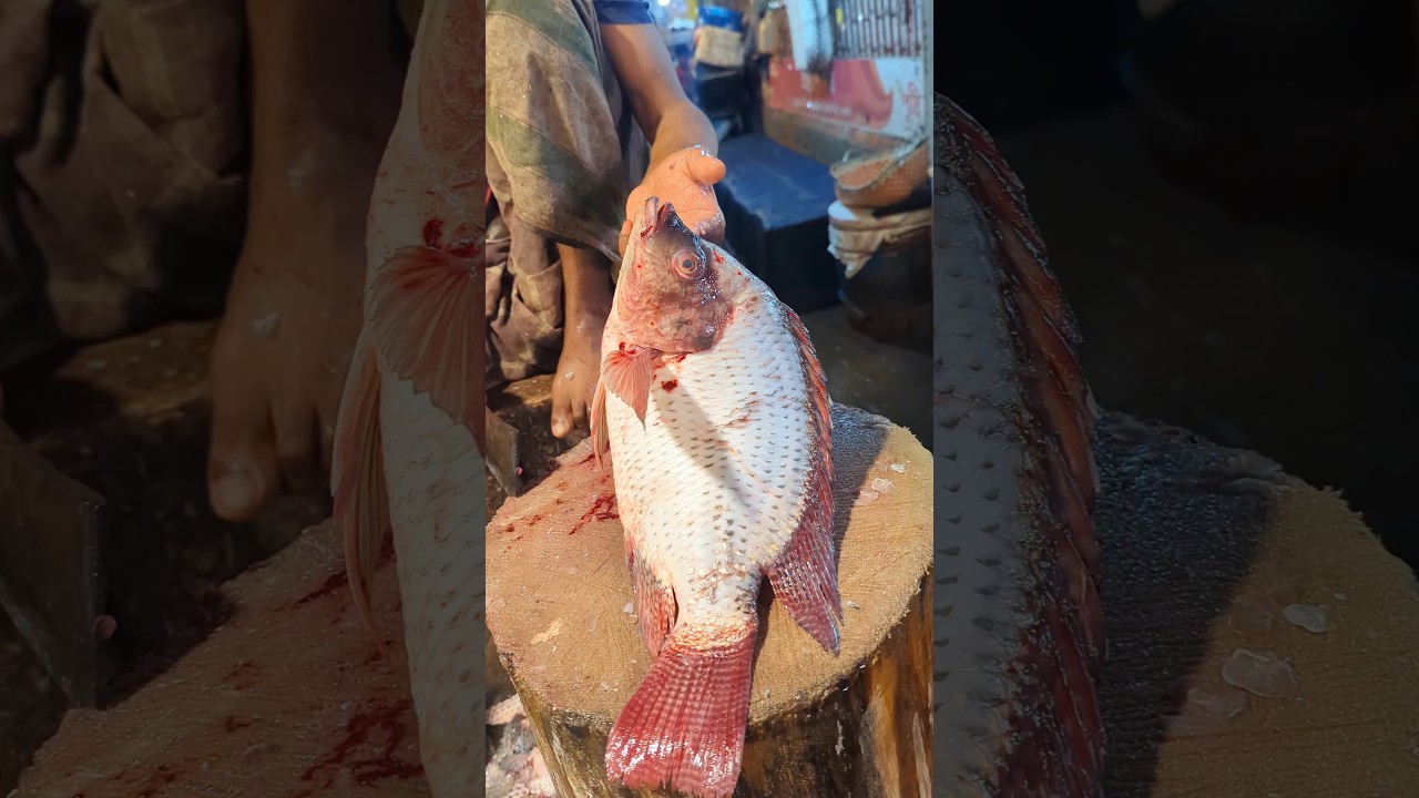 Amazing Big Tilapia Fish Cutting Skills Live In Fish Market90