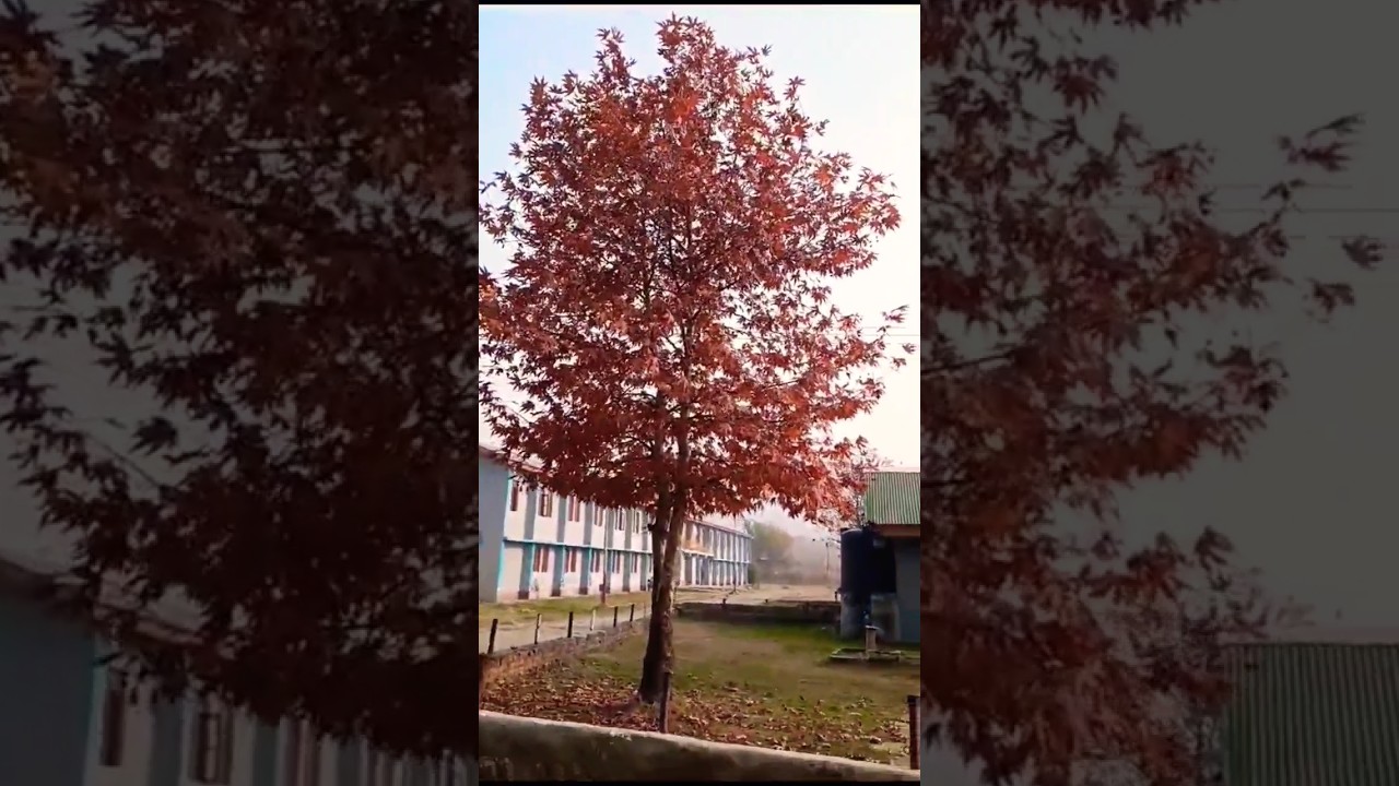 The Beautiful Chinar(Platanus orientalis) Tree🌳 In Kashmir🏞️😍 #chinar #tree #nature #shorts