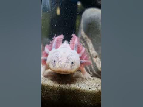 Аксолотль красавец🤩 #аквариум #аксолотль #axolotl - YouTube