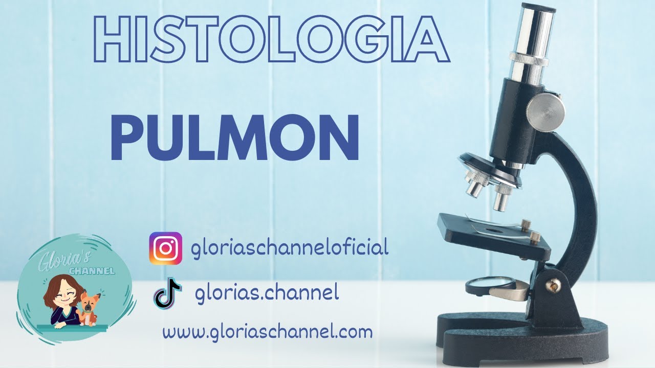 Histología para Medicina: Pulmón y bronquios intrapulmonares