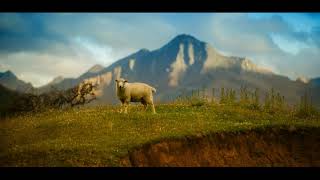 Ileana Lăceanu - Pleacă oile la munte